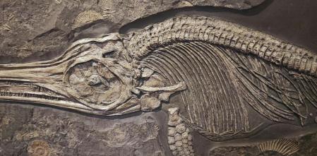 Hallan el pez óseo articulado más antiguo, que vivió hace unos 436 millones de años | 2 | Hallan el pez óseo articulado más antiguo, que vivió hace unos 436 millones de años - Noticias de hoy en República Dominicana | De Último Minuto