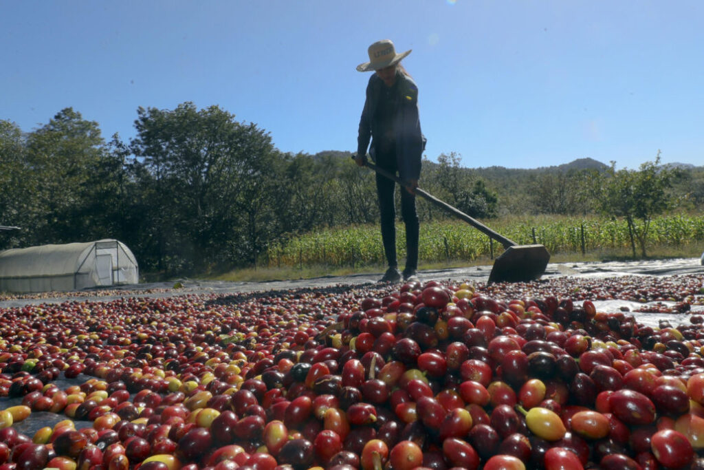 11 de abril: Día Nacional del Café en la República Dominicana | 2 | cafe
