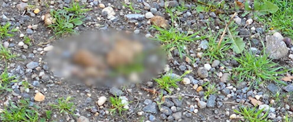 Violenta agresión a una anciana en Brooklyn tras pedir que recojan excrementos de perro - Noticias de hoy en República Dominicana | De Último Minuto