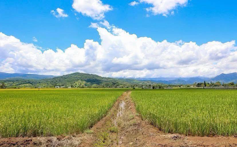 Presidente encabeza apertura de la Cosecha de Arroz 2026 en Monseñor Nouel - Noticias de hoy en República Dominicana | De Último Minuto