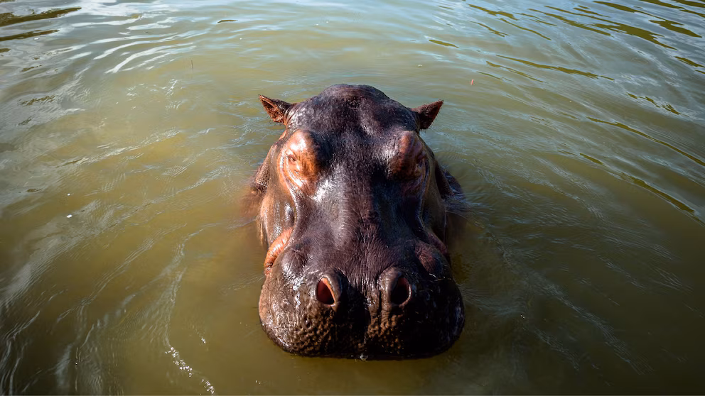 Multimillonario indio propone trasladar los hipopótamos de Pablo Escobar para evitar su sacrificio - Noticias de hoy en República Dominicana | De Último Minuto