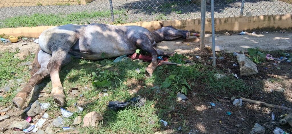Descarga eléctrica mata yegua valorada en US$15,000 cerca de una escuela en Sabana Grande de Boyá - Noticias de hoy en República Dominicana | De Último Minuto