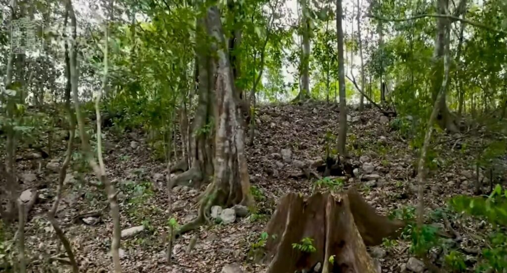 Descubren una ciudad maya oculta en la selva mexicana | 3 | Descubren una ciudad maya oculta en la selva mexicana - Noticias de hoy en República Dominicana | De Último Minuto