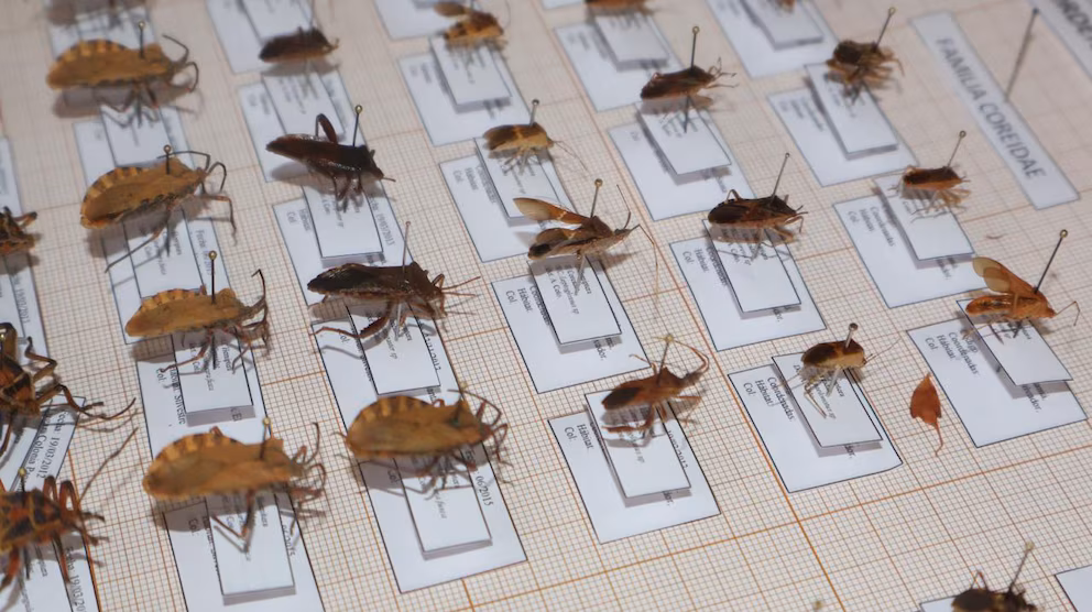 Detectan enfermedad de Chagas en el 4.4% de las embarazadas en la zona occidental de El Salvador - Noticias de hoy en República Dominicana | De Último Minuto