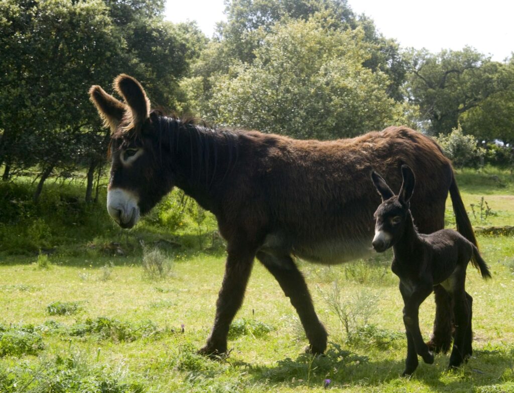 El 8 de mayo es Día Mundial del Burro - Noticias de hoy en República Dominicana | De Último Minuto
