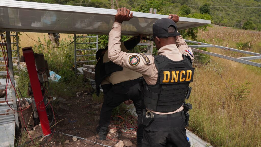DNCD desmantela plantación de marihuana en San José de Ocoa; tres personas fueron arrestadas - Noticias de hoy en República Dominicana | De Último Minuto