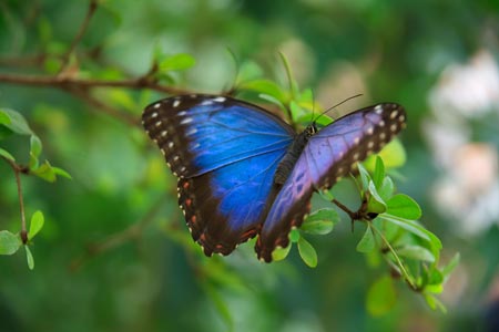 Día Internacional de los Bosques Tropicales | 2 | Día Internacional de los Bosques Tropicales - Noticias de hoy en República Dominicana | De Último Minuto