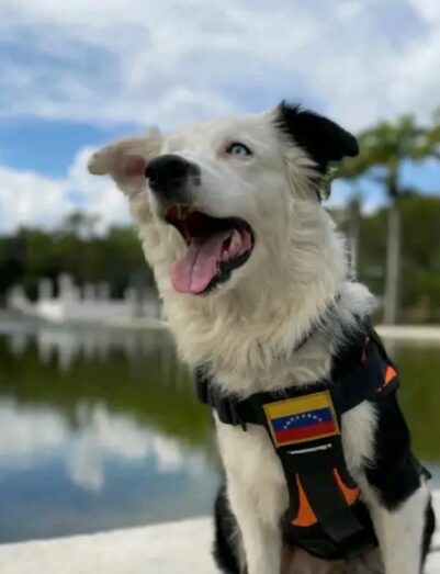 Tsunami, el perro rescatista que pasó del abandono a salvar vidas en Venezuela | 1 | Tsunami, el perro rescatista que pasó del abandono a salvar vidas en Venezuela - Noticias de hoy en República Dominicana | De Último Minuto