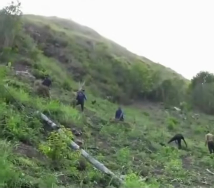 Desmantelan dos sembradíos de presunta marihuana y ocupan más de 10 mil plantas en Peralta, Azua