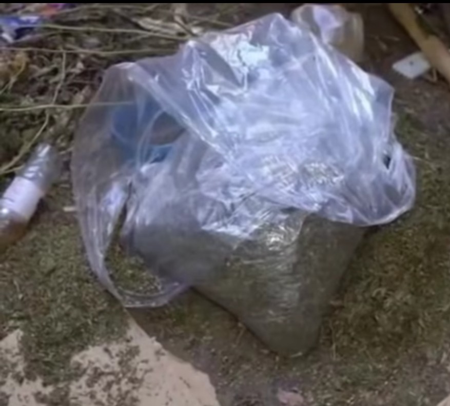 Desmantelan dos sembradíos de presunta marihuana y ocupan más de 10 mil plantas en Peralta, Azua