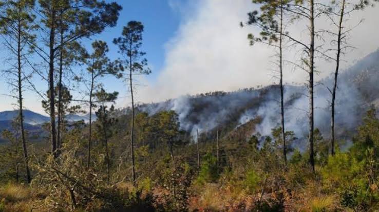 Prisión preventiva para dos hombres acusados de deforestación en Valle Nuevo