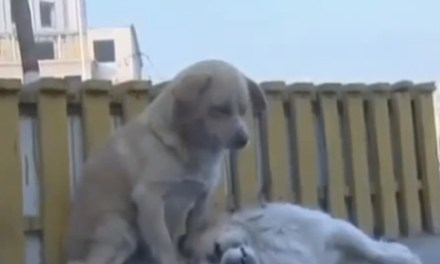 Un video muestra a un perro que no se separó de su fiel amigo sin vida