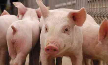 Estas son las 15  provincias afectadas por la peste porcina