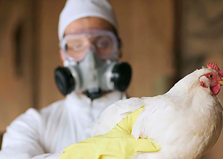 Detectan el primer caso de gripe aviar en un niño en Estados Unidos