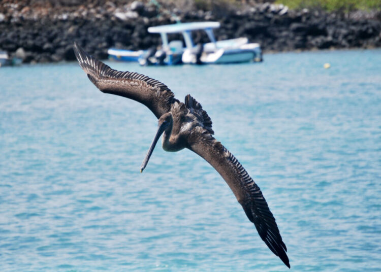 Con canjes de deuda, Ecuador espera unos 920 millones de dólares para Galápagos y Amazonía