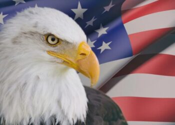 El águila calva es oficialmente designada como el ave nacional de Estados Unidos