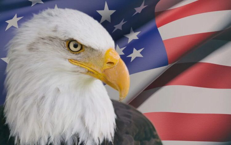 El águila calva es oficialmente designada como el ave nacional de Estados Unidos