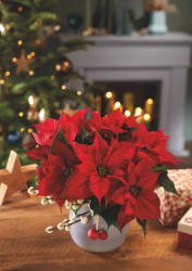 12 de diciembre es Día Mundial de la Flor de Pascua