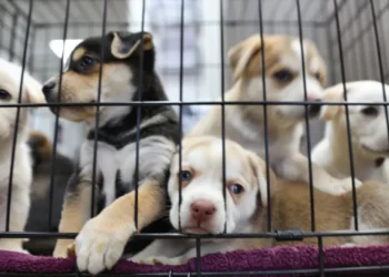 Entra en vigencia nueva ley que prohíbe compras y ventas de perros, gatos y conejos a gran escala en NY