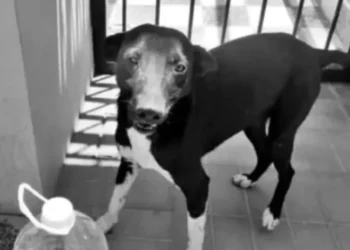 Hombre mata perro a puñaladas en Argentina