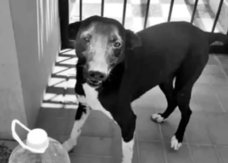 Hombre mata perro a puñaladas en Argentina