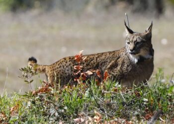 12 de diciembre: Día Internacional del Lince Ibérico