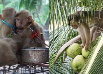 PETA denuncia los abusos a crías de mono utilizadas en recolección de cocos en Tailandia