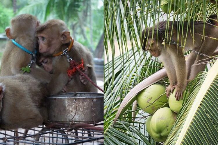 PETA denuncia los abusos a crías de mono utilizadas en recolección de cocos en Tailandia