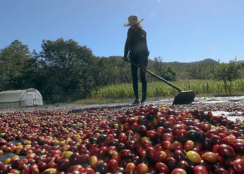 Honduras exportará 527 contenedores con 10.000 toneladas de café a China en 2025