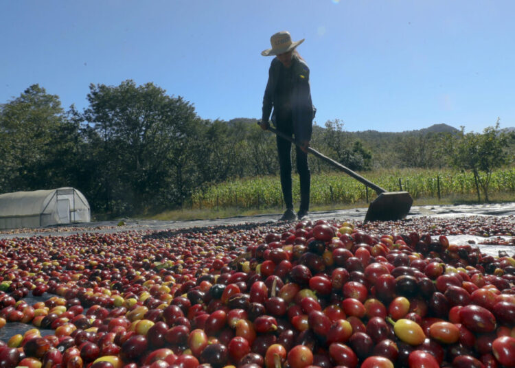 Honduras exportará 527 contenedores con 10.000 toneladas de café a China en 2025