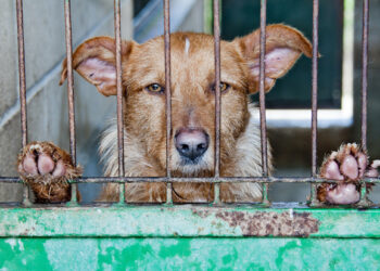 Día Internacional de los Derechos de los Animales: Un llamado a la conciencia global