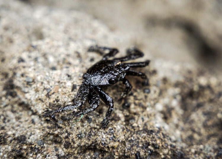 Perú declara emergencia ambiental durante 90 días en zona afectada por derrame de crudo