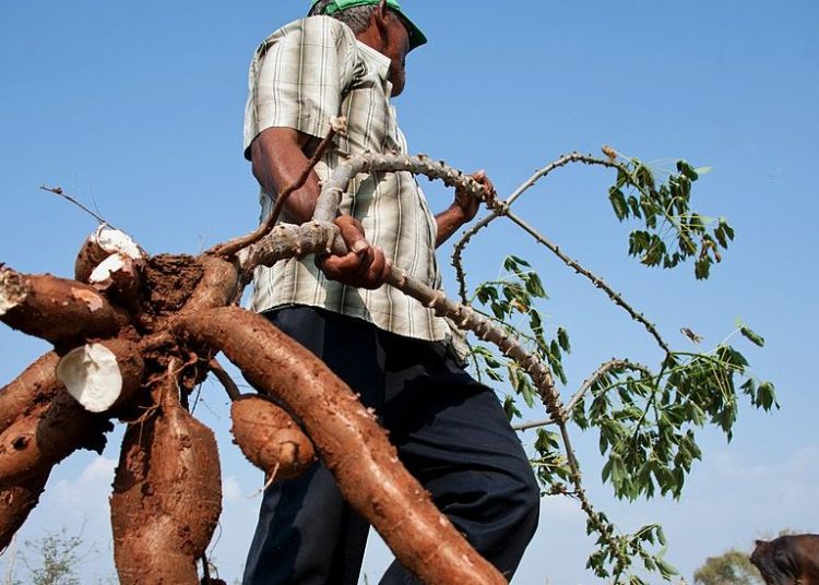 Productores de yuca amarga de Dajabón denuncian contrabando desde Haití los llevan a la quiebra