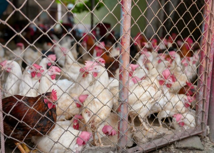 Avicultores afirman precio del pollo en granja ha bajado y hay suficiente