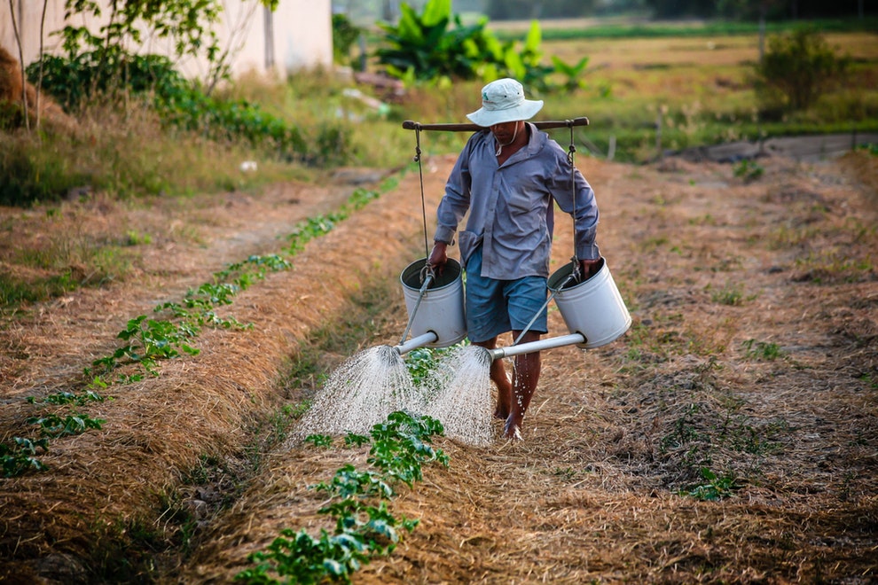 15 de mayo: Día Nacional del Agricultor, un homenaje a los hombres y mujeres de la tierra | 2 | Día Nacional del agricultor