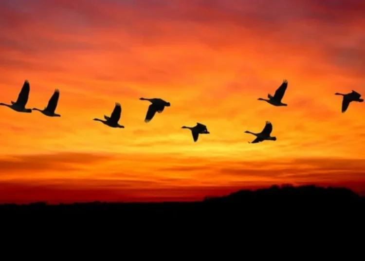 Día Mundial de las Aves Migratorias: Celebrando la belleza y la importancia de la migración aviar