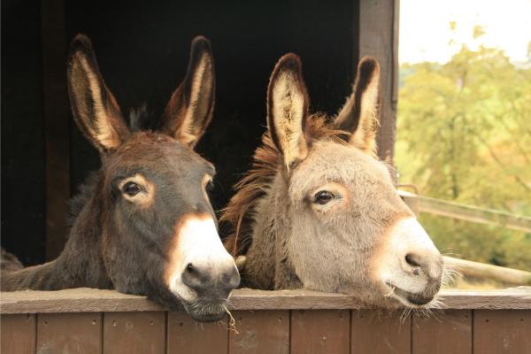 El 8 de mayo es Día Mundial del Burro | 4 | El 8 de mayo es Día Mundial del Burro | De Último Minuto