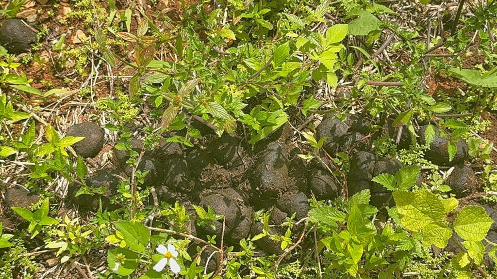 Preocupación por manipulación de sustancia veterinaria en tanque de agua potable en Samaná | 4 | Preocupación por manipulación de sustancia veterinaria en tanque de agua potable en Samaná | De Último Minuto