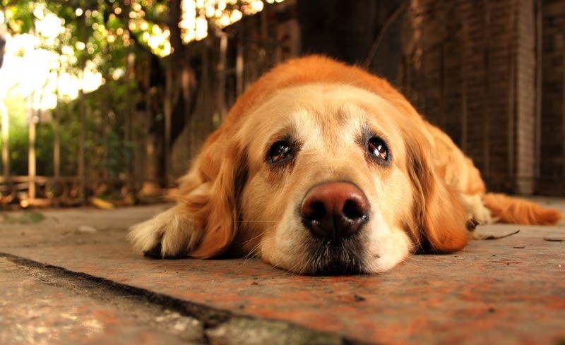¡Firulais, hoy es tu día! 28 de mayo: Día Mundial del Perro sin Raza