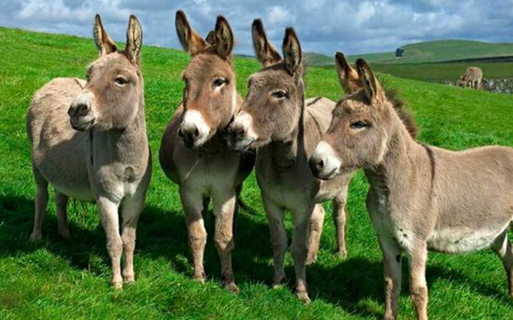 El 8 de mayo es Día Mundial del Burro | 2 | El 8 de mayo es Día Mundial del Burro | De Último Minuto