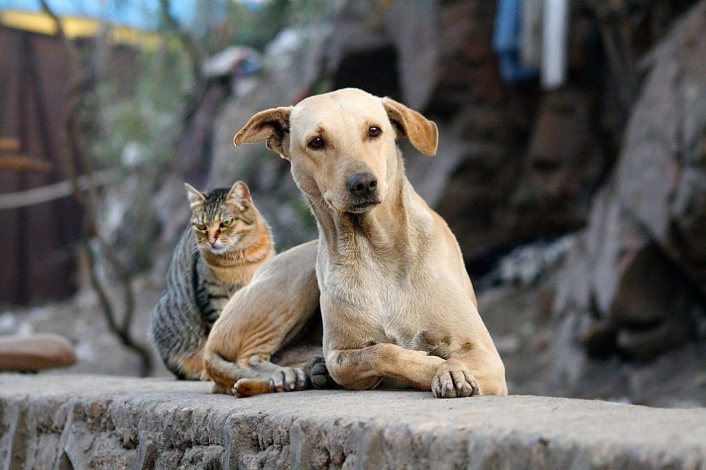 ¡Firulais, hoy es tu día! 28 de mayo: Día Mundial del Perro sin Raza