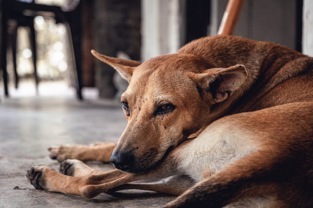 ¡Firulais, hoy es tu día! 28 de mayo: Día Mundial del Perro sin Raza