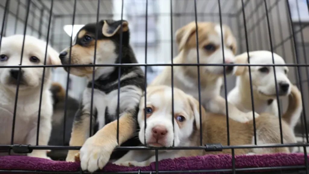 ¡Firulais, hoy es tu día! 28 de mayo: Día Mundial del Perro sin Raza