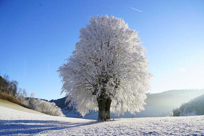 Hoy, 28 de junio, se conmemora el Día Mundial del Árbol | 4 | Día Mundial del Árbol