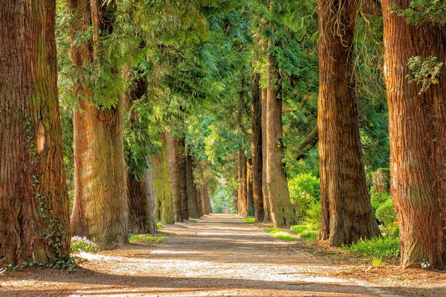 Hoy, 28 de junio, se conmemora el Día Mundial del Árbol | 2 | Día Mundial del Árbol
