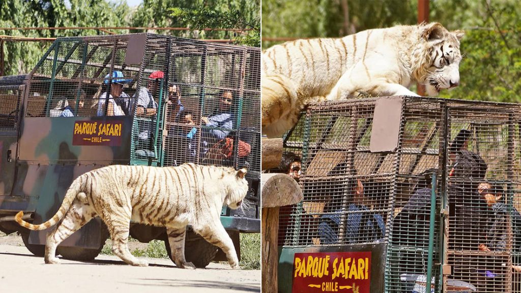 29 de julio: Día Internacional del Tigre, una especie en peligro de extinción | 2 | 29 de julio: Día Internacional del Tigre, una especie en peligro de extinción - Noticias de hoy en República Dominicana | De Último Minuto