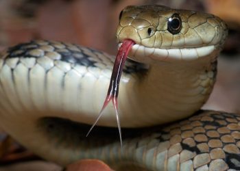 Día Mundial de la Serpiente: guardianas invisibles del equilibrio natural