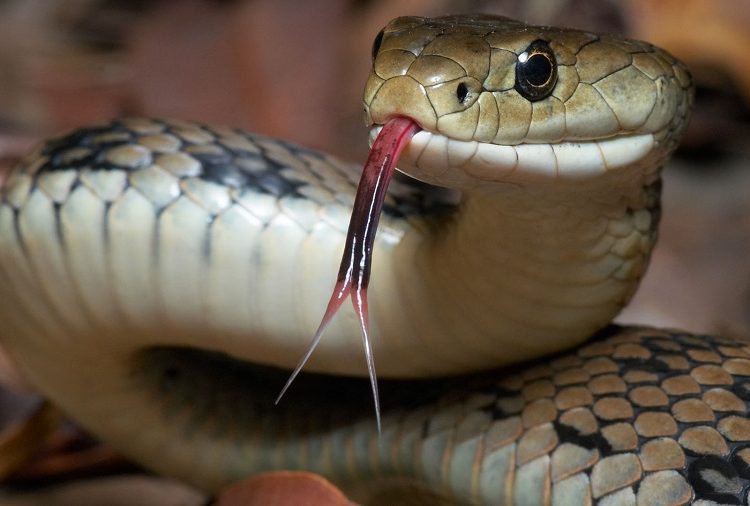 Día Mundial de la Serpiente: guardianas invisibles del equilibrio natural