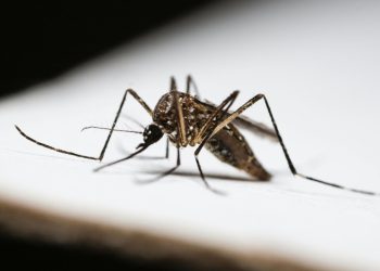 Salud Pública reporta aumento de enfermedades infecciosas: malaria, dengue y leptospirosis entre las principales