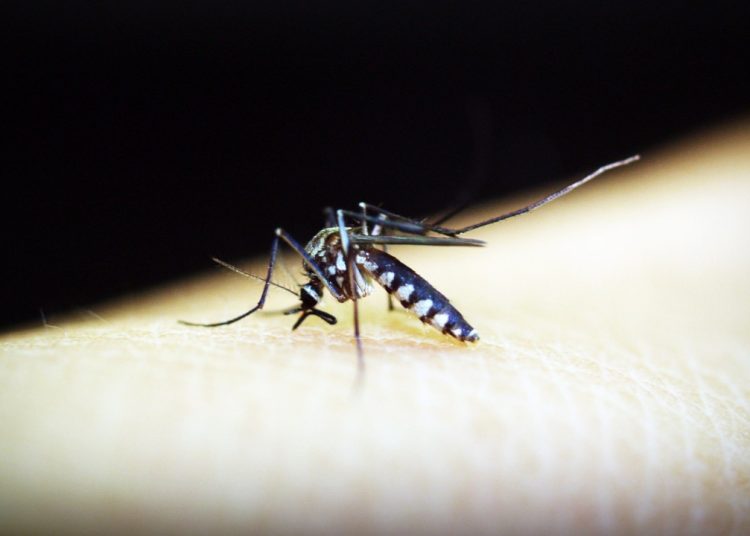 Azua y San Juan concentran más del 90% de los casos de malaria en República Dominicana
